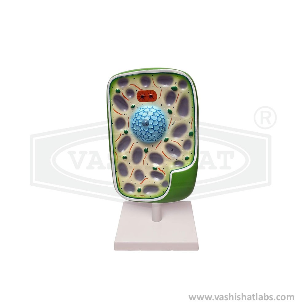 Plant Cell Model on stand